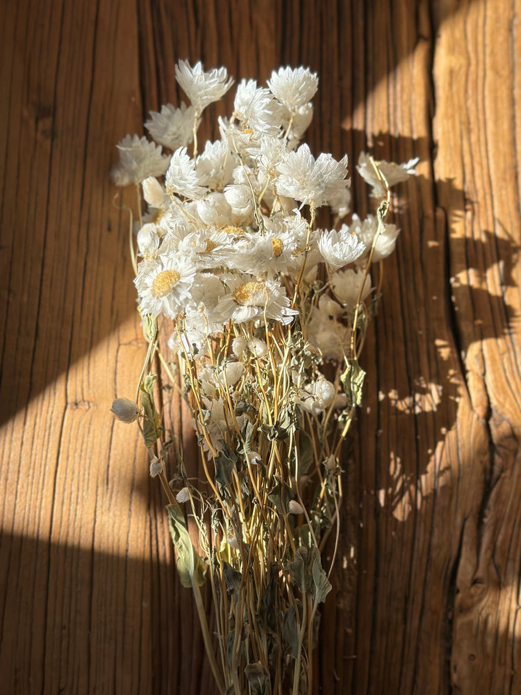 
            
                Load image into Gallery viewer, Dried Daisies
            
        