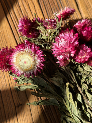 Dried Straw flower